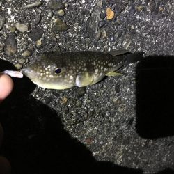 夜中にサビキ釣り